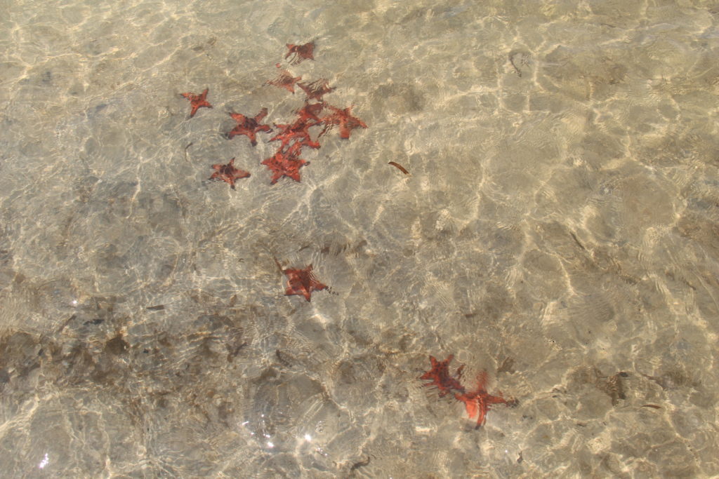 starfish beach phu quoc