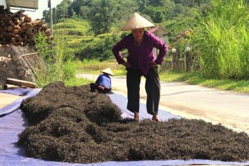 VietnamTeaTour